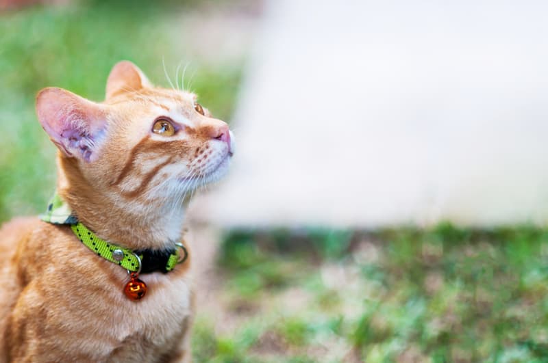 Avec un joli collier GPS