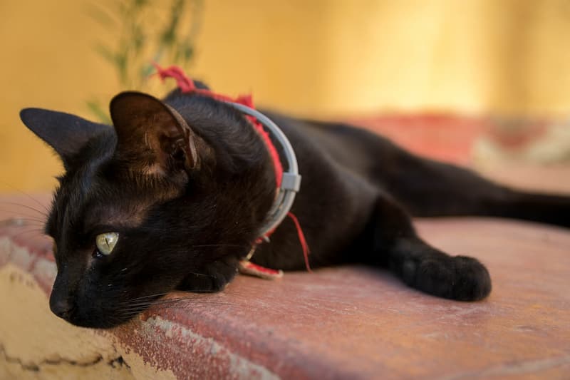 Chat avec un tracker d'activité